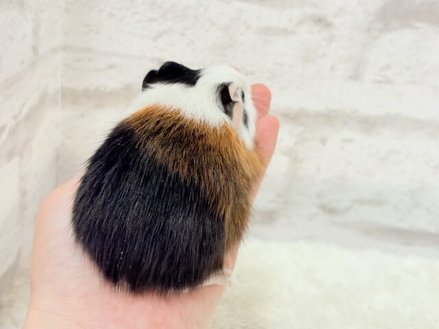 イングリッシュモルモット