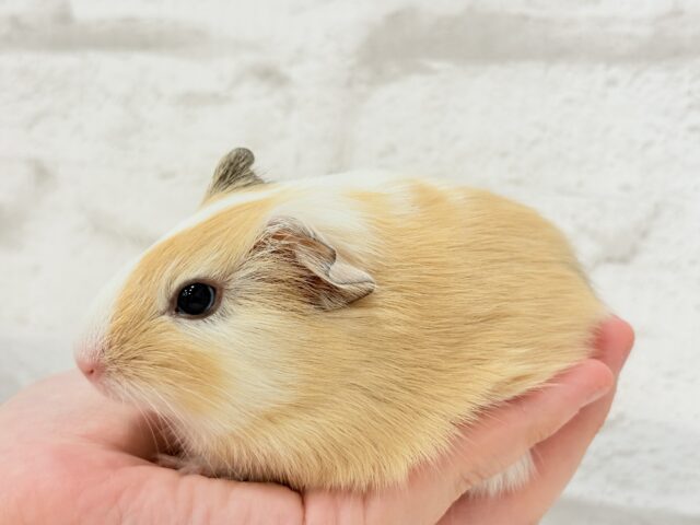 イングリッシュモルモット