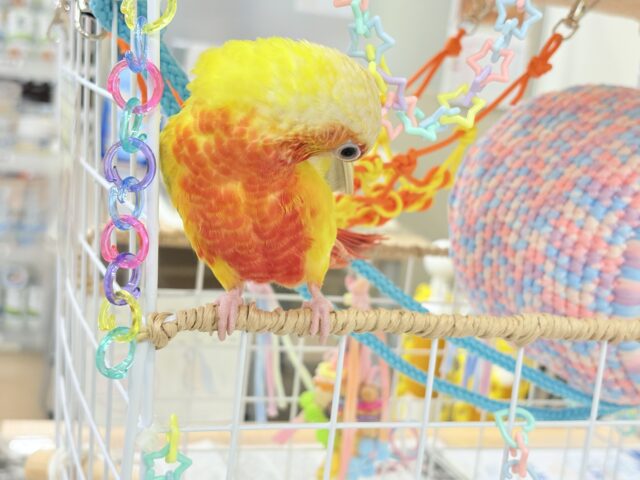 ホオミドリウロコインコ