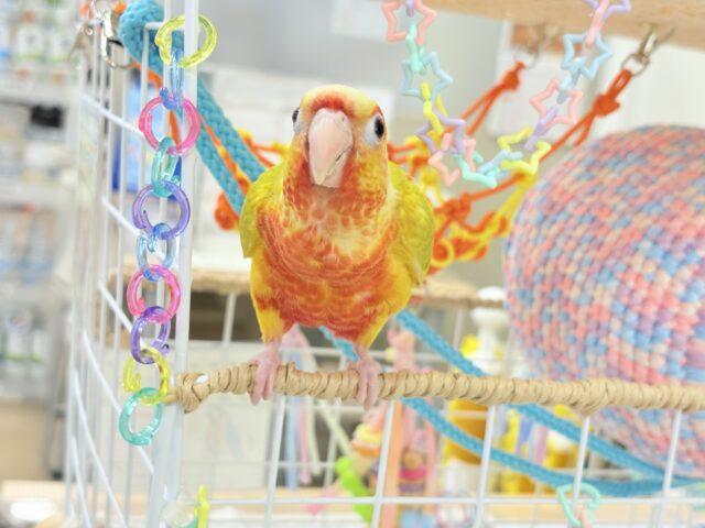 ホオミドリウロコインコ