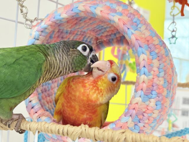 ホオミドリウロコインコ