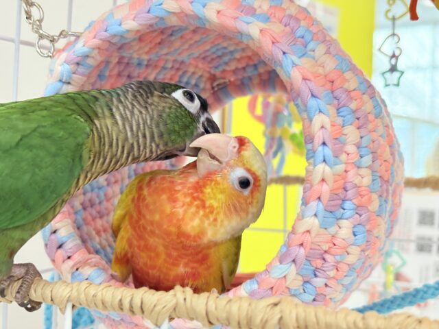 ホオミドリウロコインコ