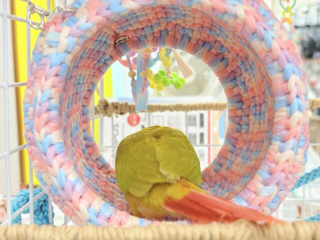 ホオミドリウロコインコ