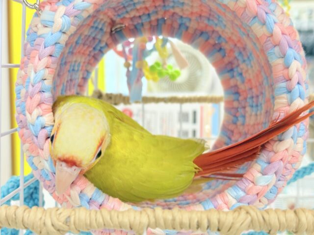 ホオミドリウロコインコ