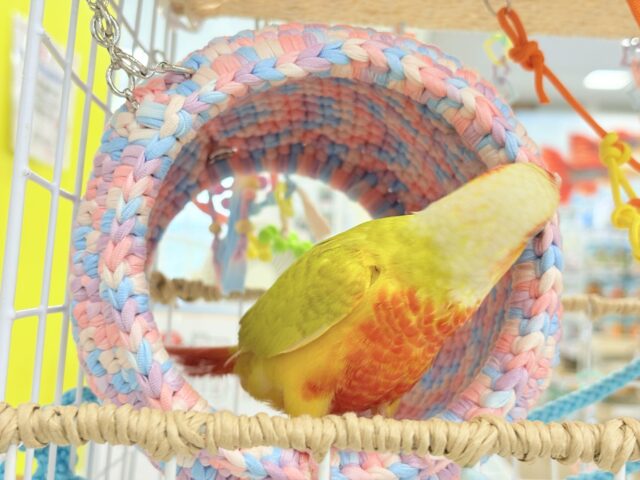 ホオミドリウロコインコ