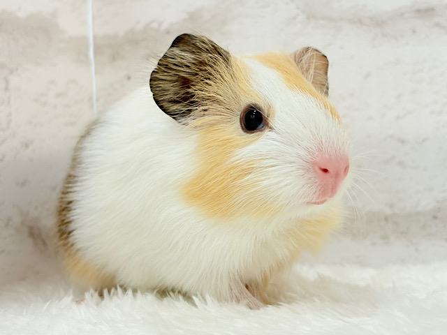 ふんわり優しいミルクティー☕️🫧イングリッシュモルモット(女の子)