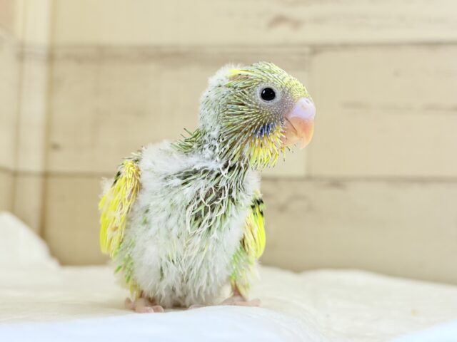 セキセイインコ