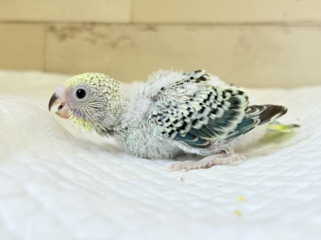 セキセイインコ