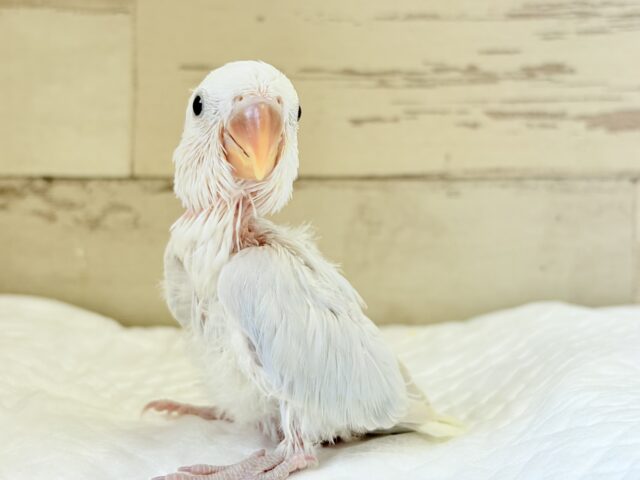 コザクラインコ（小桜インコ）