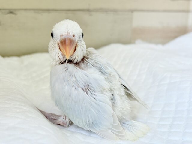 コザクラインコ（小桜インコ）