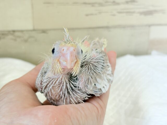オカメインコ
