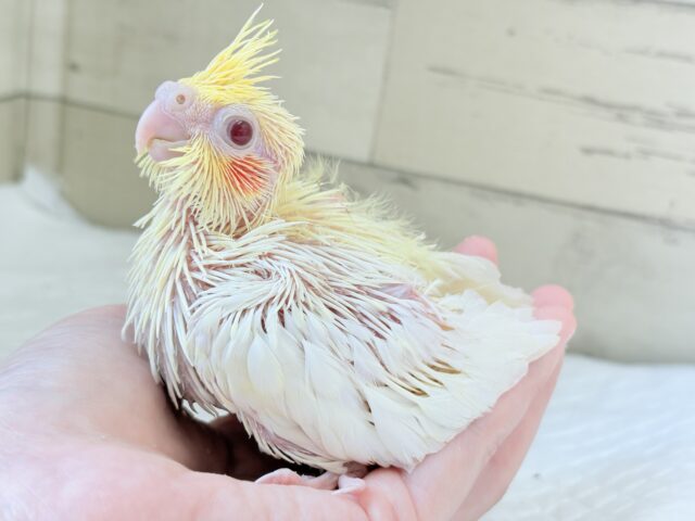 オカメインコ