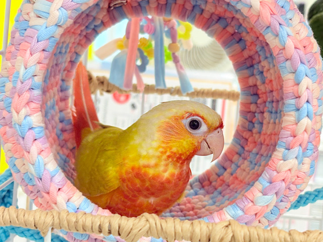 【動画更新🪄ひとり餌‪になりました☆】ちょっと早めのトロピカル🍉🍊🍋ウロコインコ(サンチーク) ヒナ