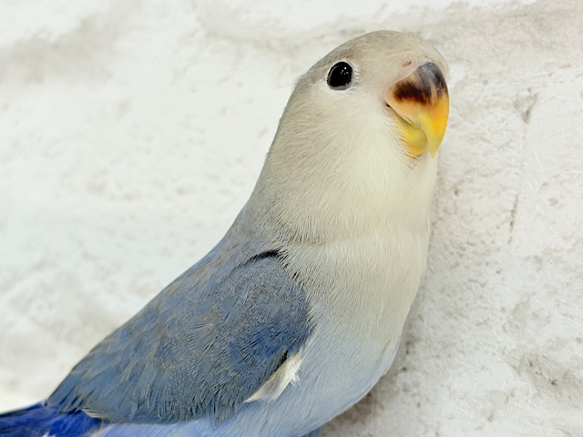 控えめペンギン参上🐧🌎コザクラインコ(バイオレット) ヒナ