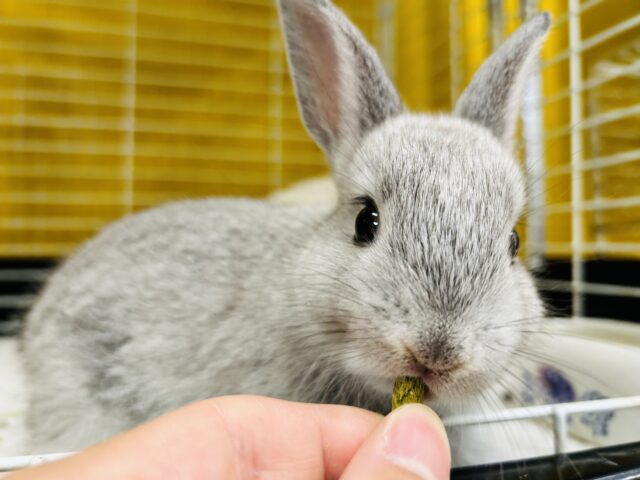 ネザーランドドワーフ