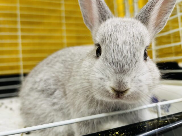 ネザーランドドワーフ