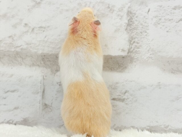 ゴールデンハムスター