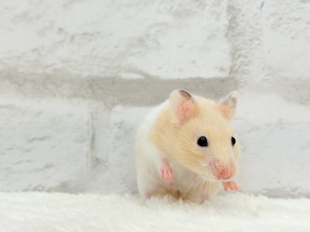 ゴールデンハムスター