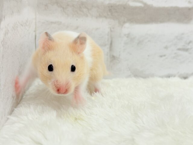 ゴールデンハムスター
