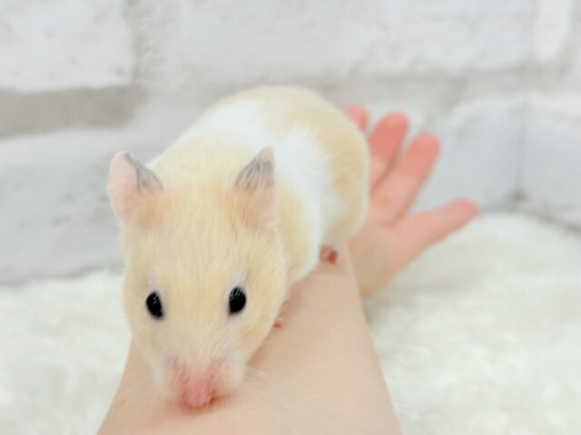 ゴールデンハムスター