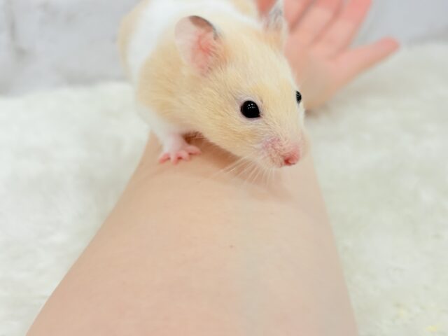 ゴールデンハムスター