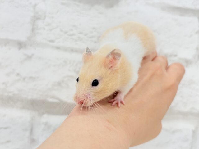 ゴールデンハムスター