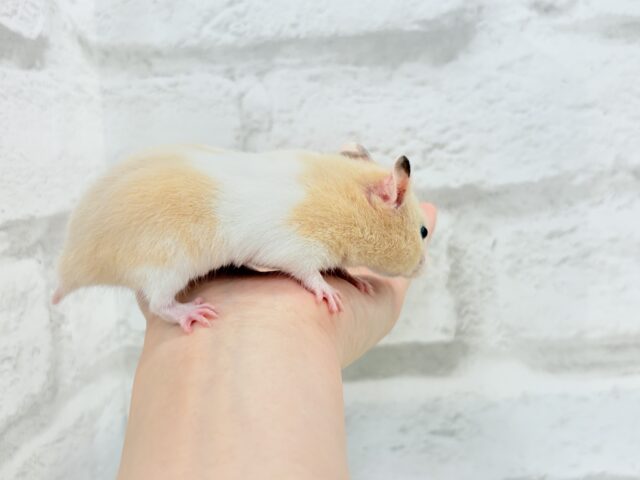 ゴールデンハムスター