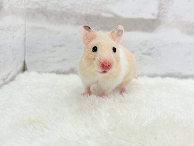 ゴールデンハムスター