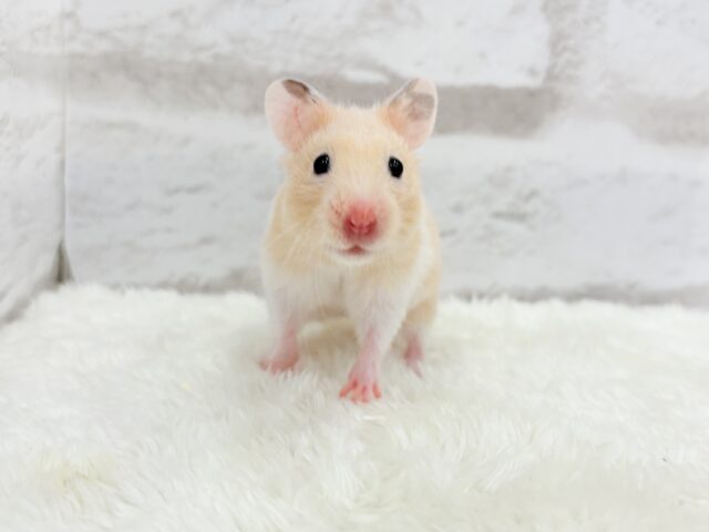 ゴールデンハムスター