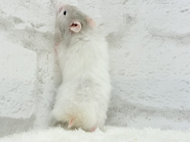 ゴールデンハムスター