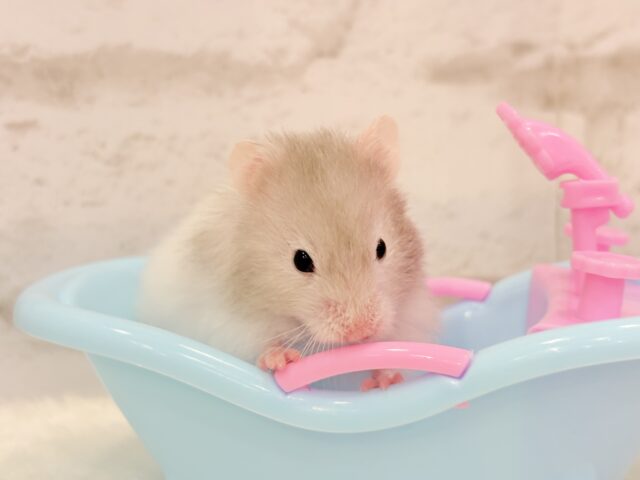 ゴールデンハムスター