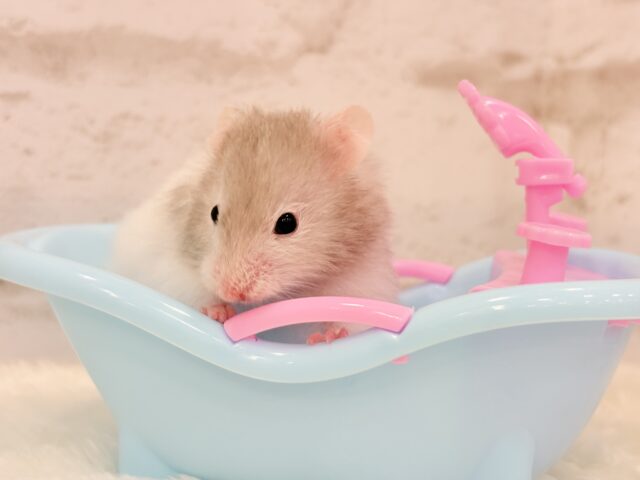 ゴールデンハムスター