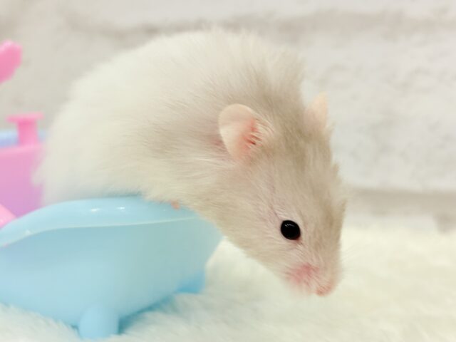 ゴールデンハムスター