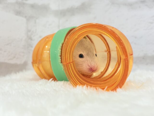 ゴールデンハムスター