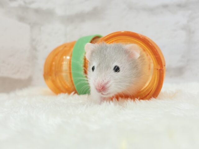ゴールデンハムスター