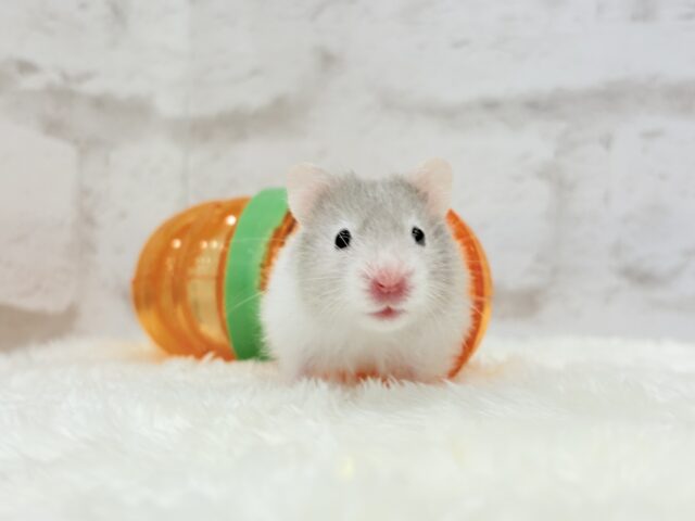 ゴールデンハムスター