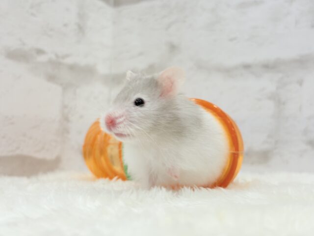 ゴールデンハムスター