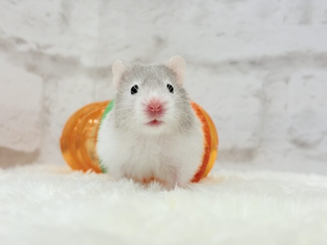 ゴールデンハムスター