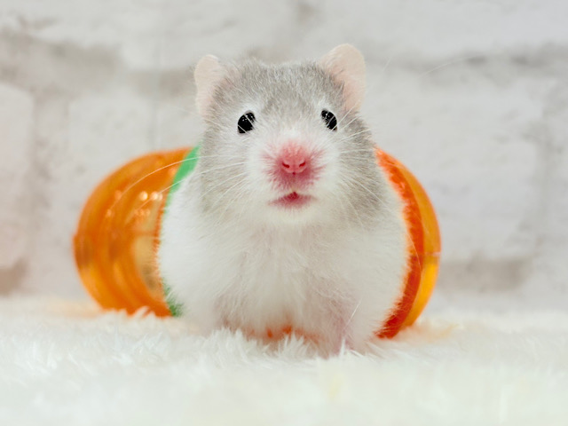 ゴールデンハムスター