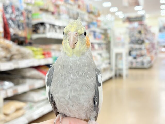オカメインコ