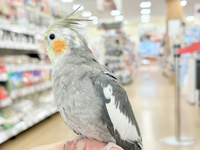オカメインコ