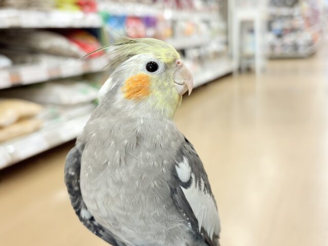 オカメインコ