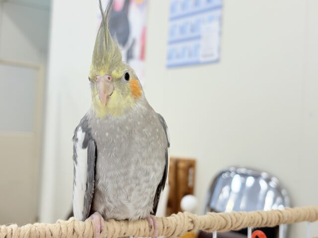 オカメインコ