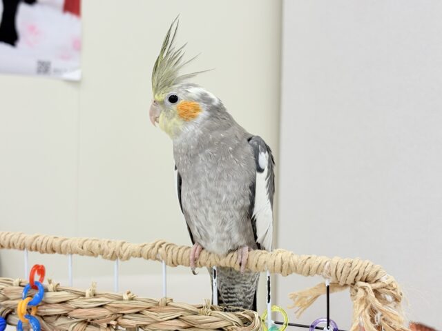 オカメインコ