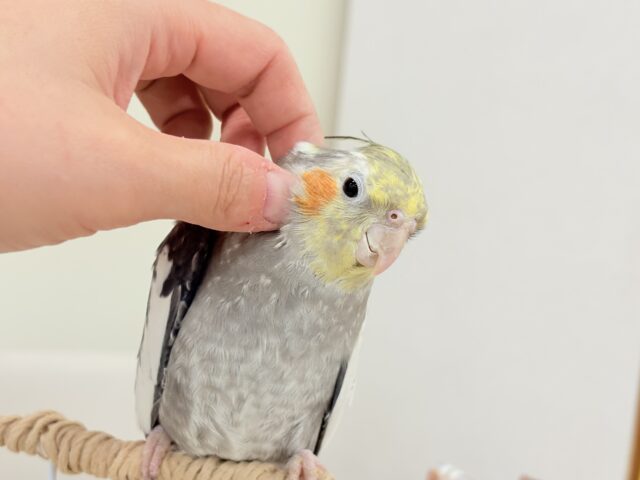 オカメインコ