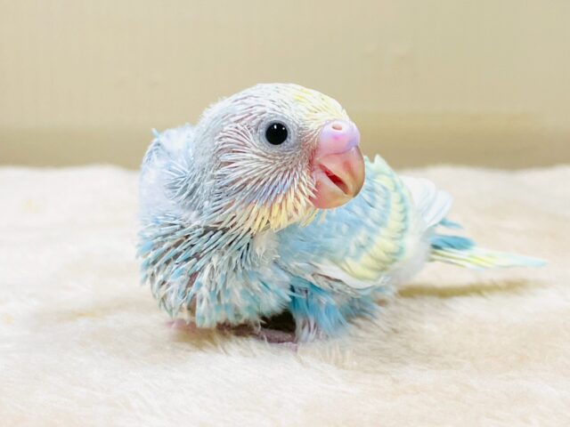 セキセイインコ