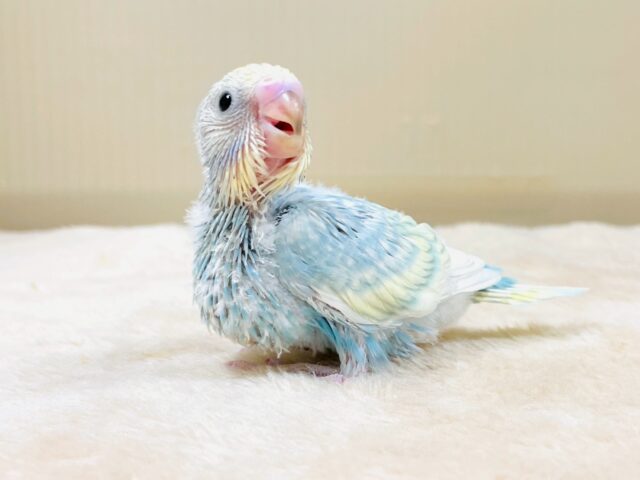 セキセイインコ