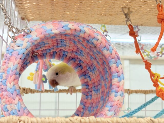 オキナインコ