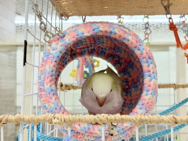 オキナインコ