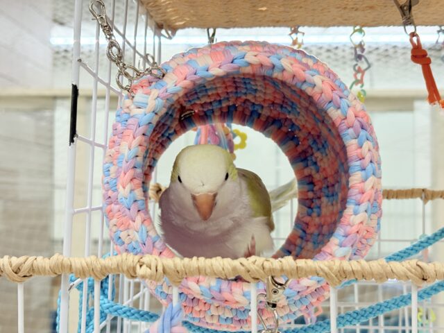 オキナインコ